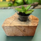 Spalted Maple Wooden Candle/Succulent Holder