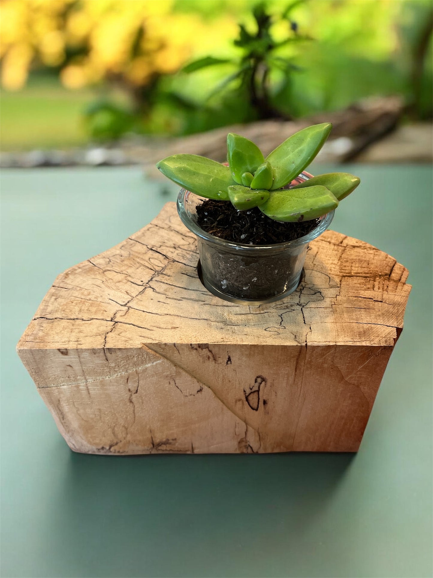 Spalted Maple Wooden Candle/Succulent Holder