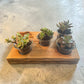Oak Candle/Succulent Holder