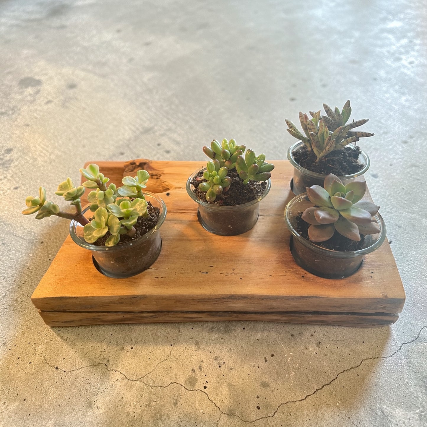 Oak Candle/Succulent Holder