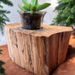 Spalted Maple Wooden Candle/Succulent Holder