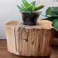Spalted Maple Wooden Candle/Succulent Holder