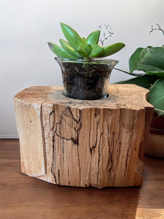 Spalted Maple Wooden Candle Holder/Succulent Planter